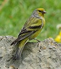 Citril Finch © John Muddeman